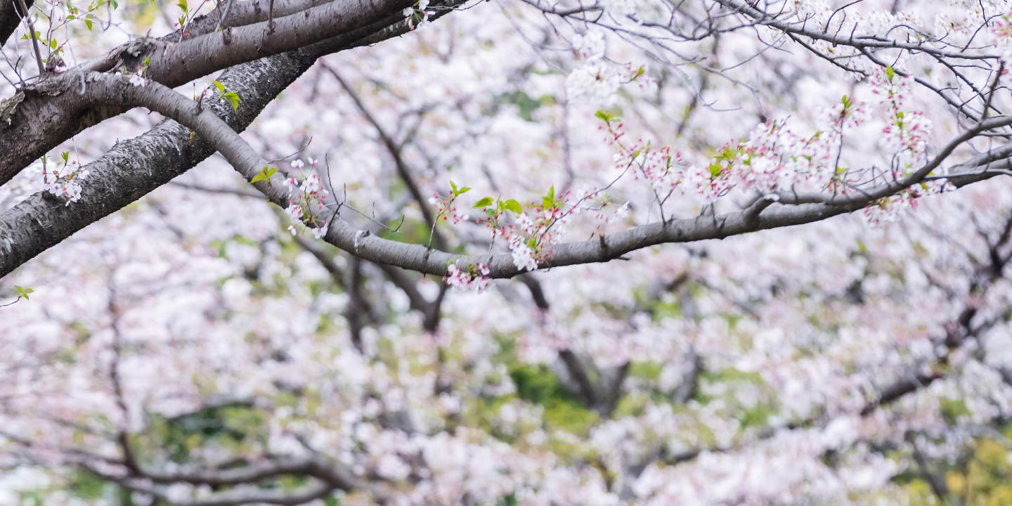 Tokyo: Wedding Photo Tour dengan 3 Lokasi & Pro Styling